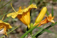 風(fēng)途科技：種植黃花菜需要什么氣候條件？